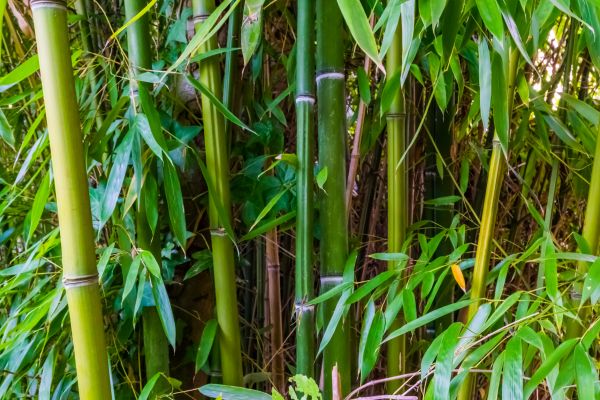 Cost of Bamboo Trimming in Lilburn