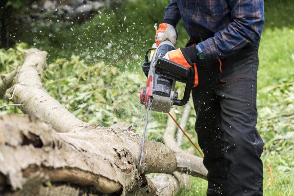 Cost of Branch Removal Service in Lilburn