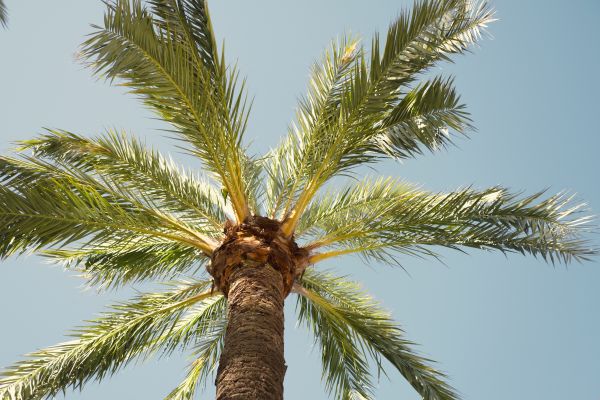 Palm Tree Pruning in Lilburn