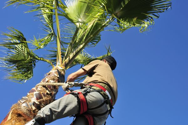Palm Tree Trimming in Lilburn