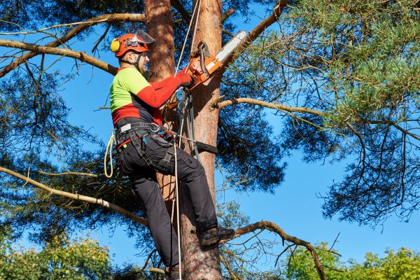 Tree Service in Lilburn