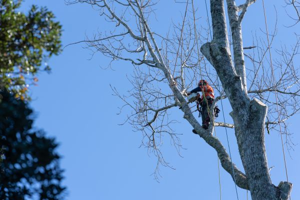 Cost of Tree Topping Service in Lilburn