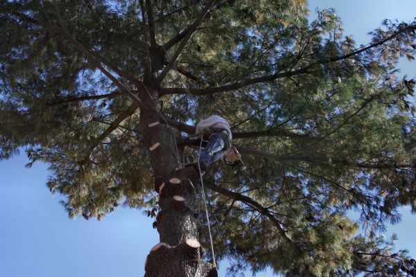 Cost of Trimming Service in Lilburn