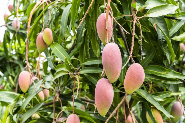 Cost of Mango Tree Trimming in Lilburn