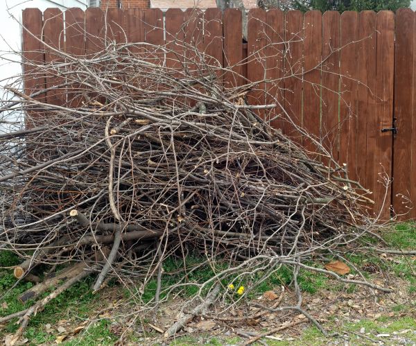 Cost of Dead Branch Removal in Lilburn