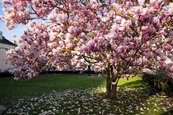 Cost of Ornamental Tree Pruning in Lilburn
