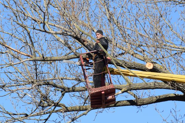 Cost of Emergency Tree Trimming in Lilburn