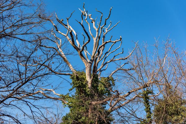 Cost of Deadwood Removal in Lilburn