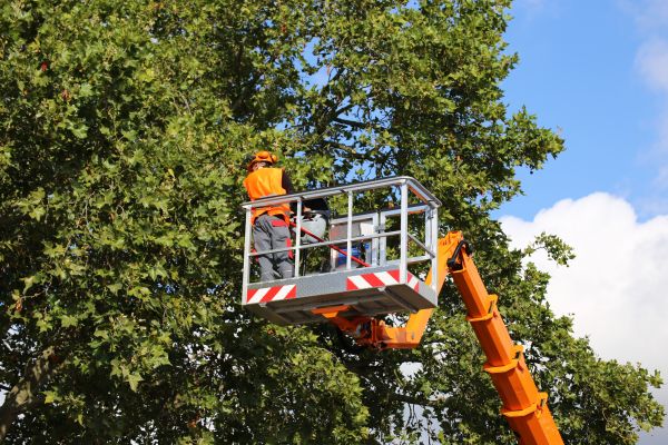 Commercial Tree Service in Lilburn