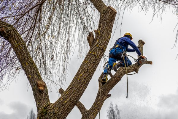 Cost of Tree Maintenance Service in Lilburn