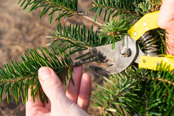 Pine Tree Pruning in Lilburn