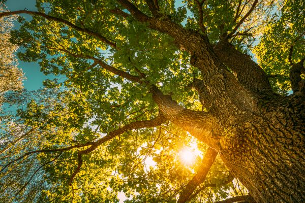 Cost of Oak Tree Pruning in Lilburn