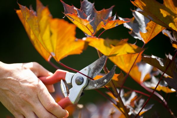 Cost of Maple Tree Pruning in Lilburn