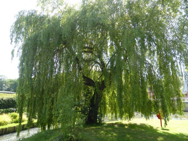 Cost of Willow Tree Trimming in Lilburn