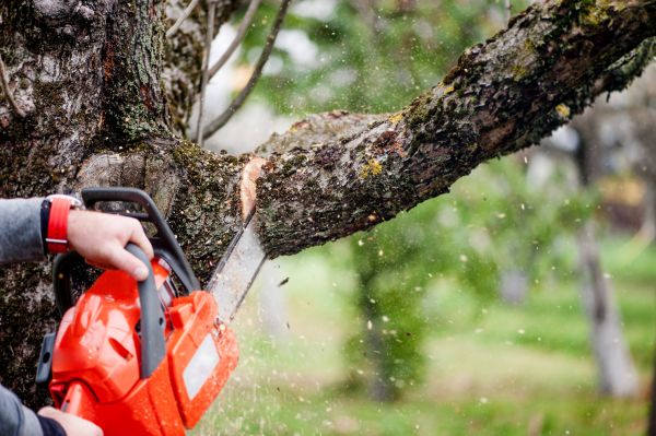 Cost of Tree Limbs Removal in Lilburn