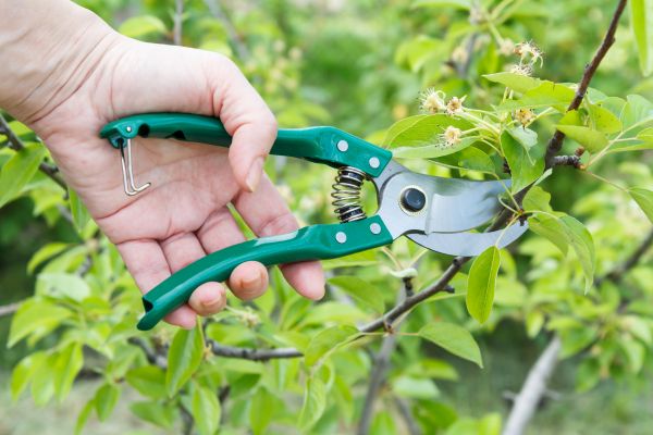 Cost of Pear Tree Pruning in Lilburn