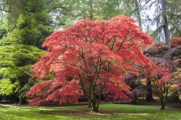 Japanese Maple Pruning in Lilburn