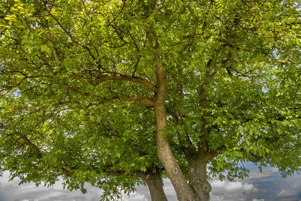 Cost of Walnut Tree Trimming in Lilburn