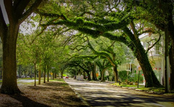 Cost of Tree Canopy Thinning in Lilburn