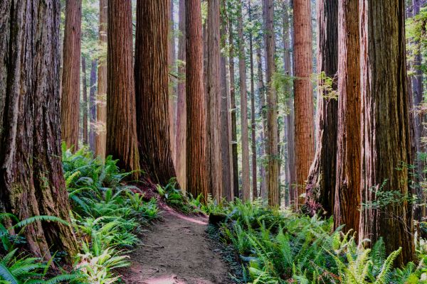 Cost of Redwood Tree Trimming in Lilburn