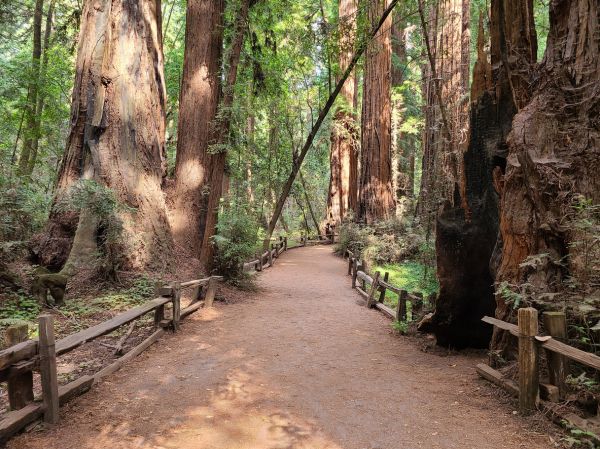 Cost of Redwood Tree Pruning in Lilburn
