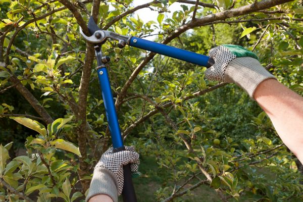 Cost of Residential Tree Pruning in Lilburn