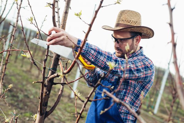 Orchard Tree Pruning in Lilburn