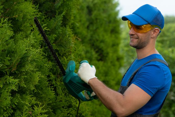 Cost of Tree Shaping Service in Lilburn