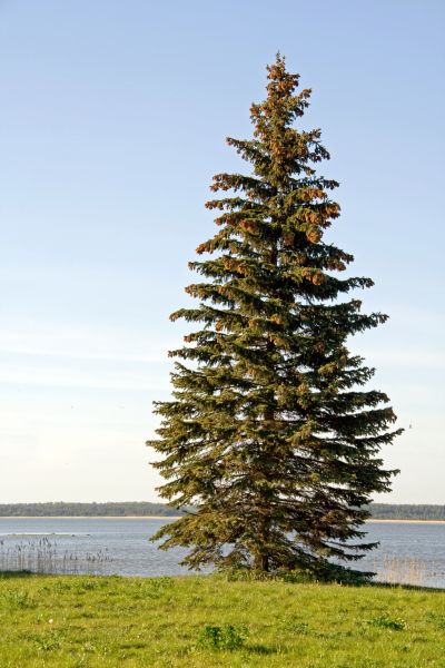 Cost of Spruce Tree Pruning in Lilburn
