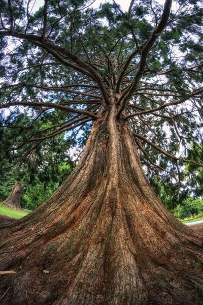 Cost of Cedar Tree Pruning in Lilburn