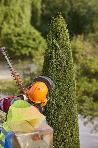 Cost of Cypress Tree Trimming in Lilburn