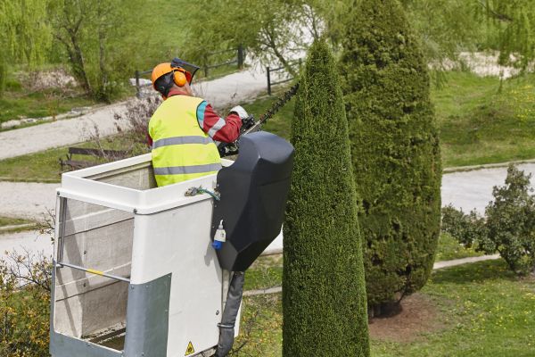 Cost of Cypress Tree Pruning in Lilburn