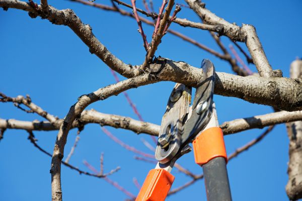 Peach Tree Trimming in Lilburn