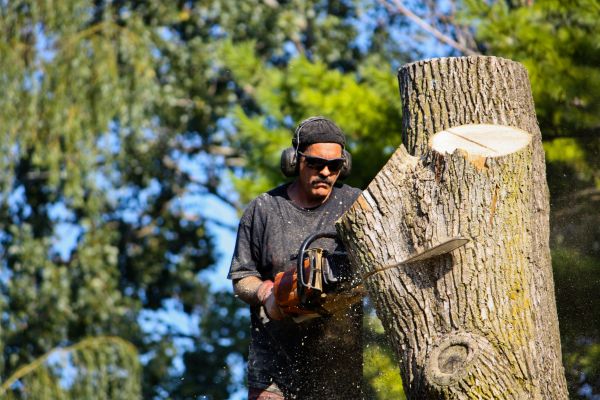 Cost of Ash Tree Pruning in Lilburn