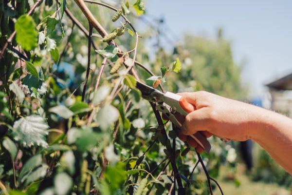 Cost of Birch Tree Pruning in Lilburn
