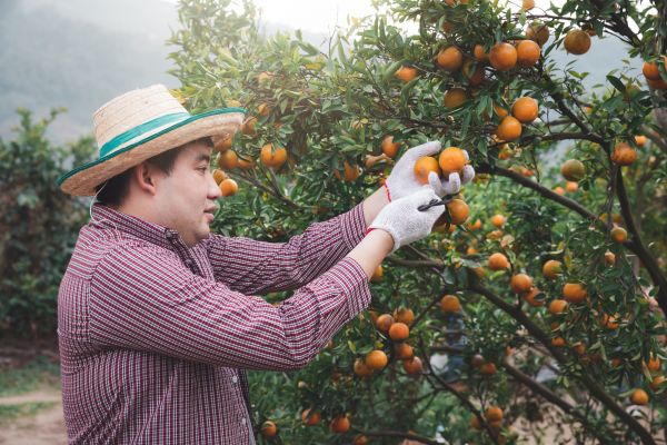 Cost of Orange Tree Pruning in Lilburn