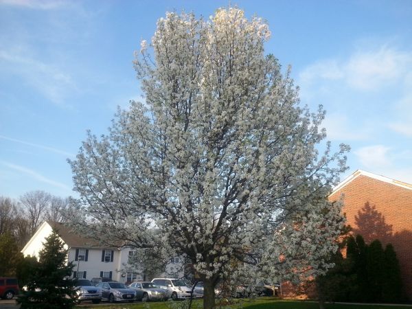 Cost of Bradford Pear Tree Pruning in Lilburn