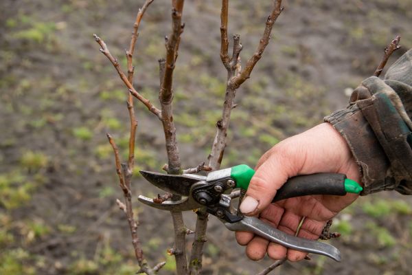 Cost of Pear Trees Pruning in Lilburn