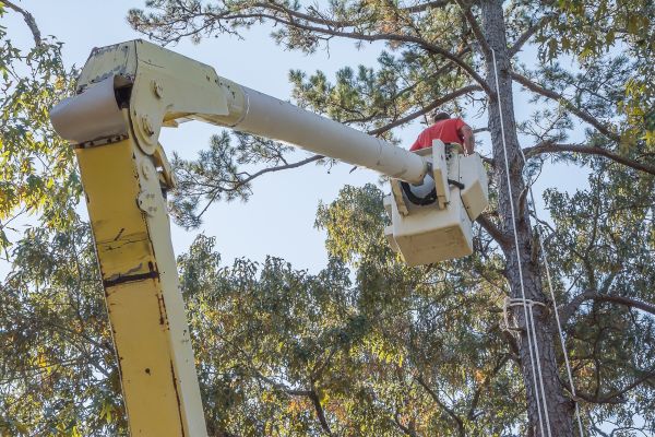 Cost of Limbs Trimming in Lilburn