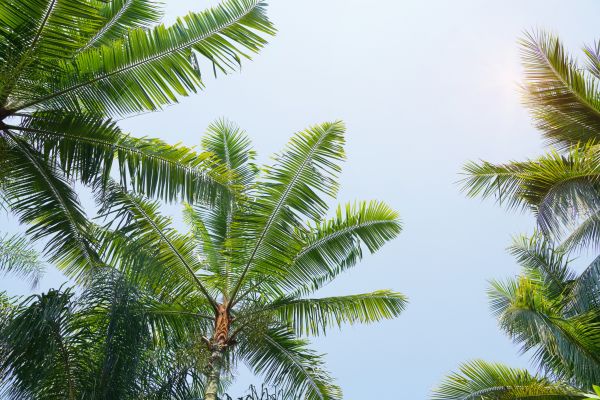 Cost of Queen Palm Tree Trimming in Lilburn