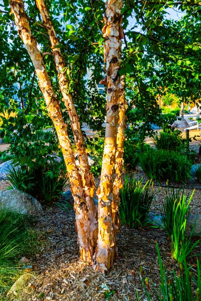 Cost of River Birch Trimming in Lilburn