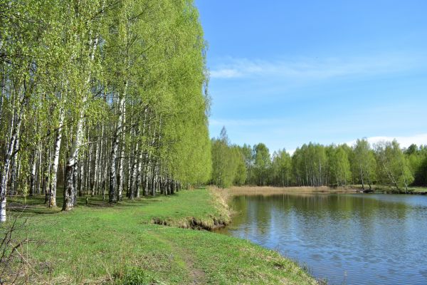 Cost of River Birch Pruning in Lilburn