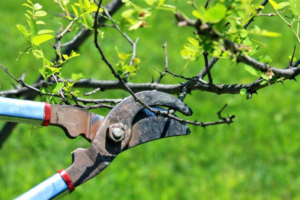 Cost of Branches Pruning in Lilburn
