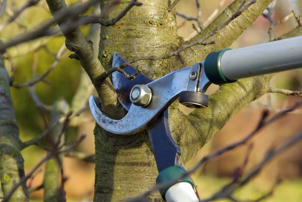 Cost of Tree Limb Trimming Service in Lilburn