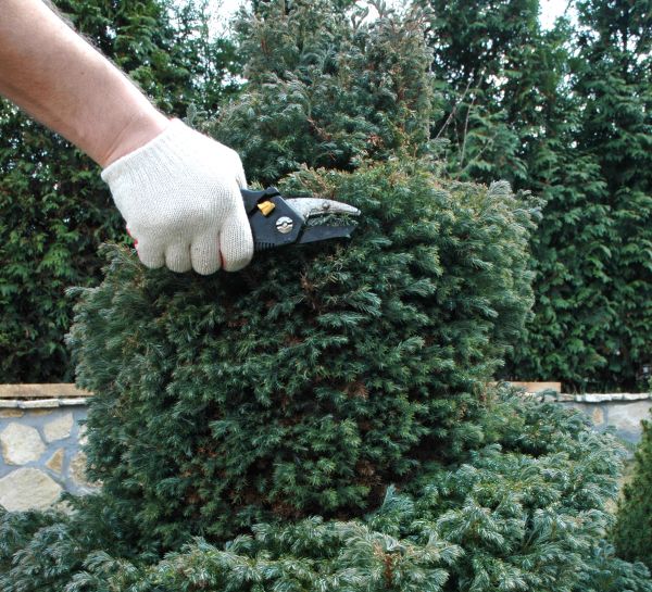 Cost of Ornamental Tree Trimming in Lilburn