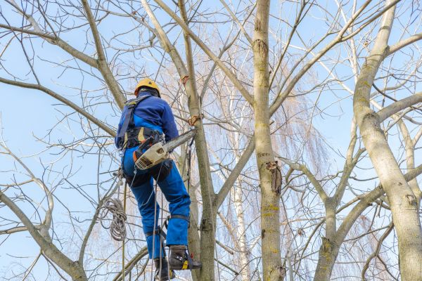 Cost of Large Tree Trimming in Lilburn