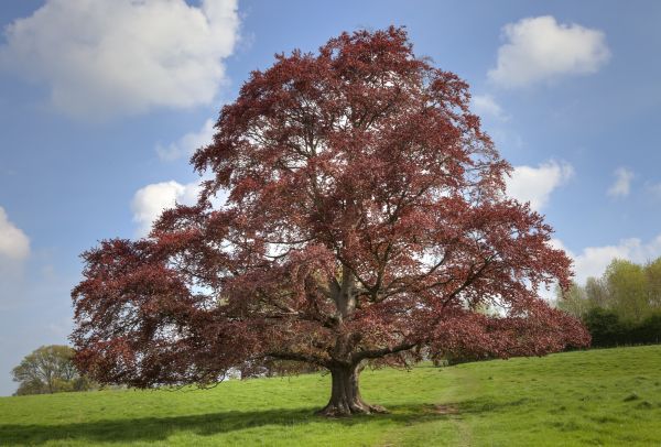 Cost of Beech Tree Pruning in Lilburn