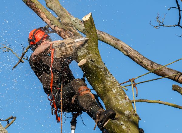 Tree Trimming Service in Lilburn