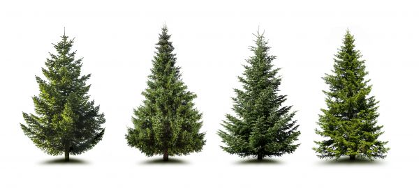 Cost of Pine Tree Trimming in Lilburn