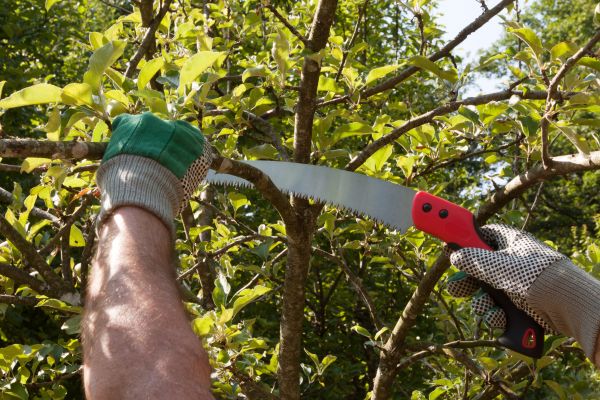 Apple Tree Trimming in Lilburn
